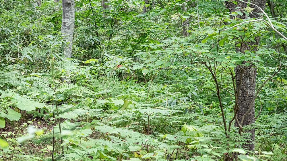 引き取り先に困る「負動産」の処分もサポート